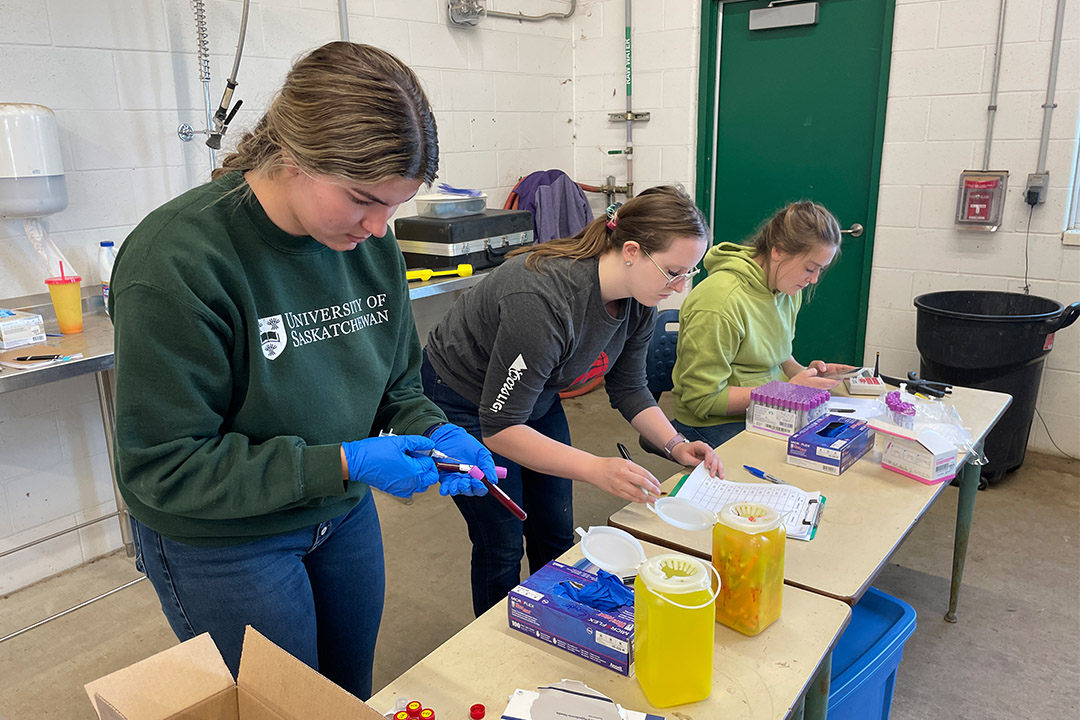 Darby Meyer and Cierra Romanyshen, both undergraduate students in the College of Agriculture and Bioresources, and Katrina Garneau, a graduate student at the Western College of Veterinary Medicine, assist Dr. Emily Snyder as she collects blood samples for her research. Photo: Lana Haight