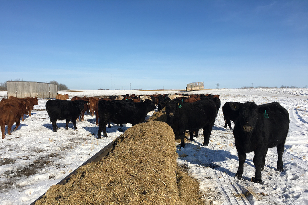 It's feeding time for cattle at our Goodale farm. Photo: Lana Haight