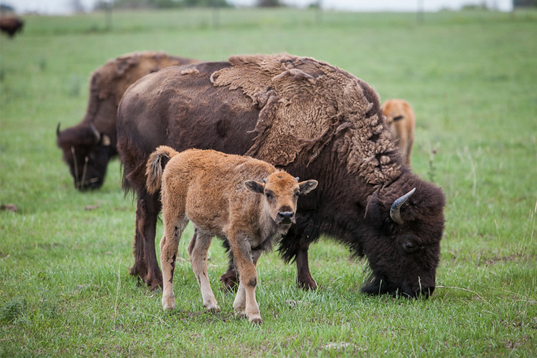 The University of Saskatchewan has been awarded $6.76 million from the Canada Foundation for Innovation (CFI) to help conserve bison and other threatened animal species and address challenges facing the beef cattle industry, including antimicrobial resistance which poses a global threat to animals and humans. Photo:  Rigel Smith