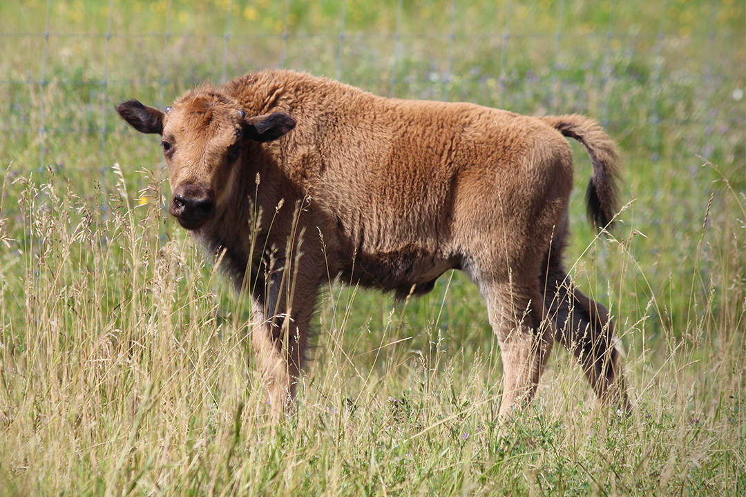 Mo, one of the wood bison calves, at one month old (August 2020). Photo: Miranda Zwiefelhofer