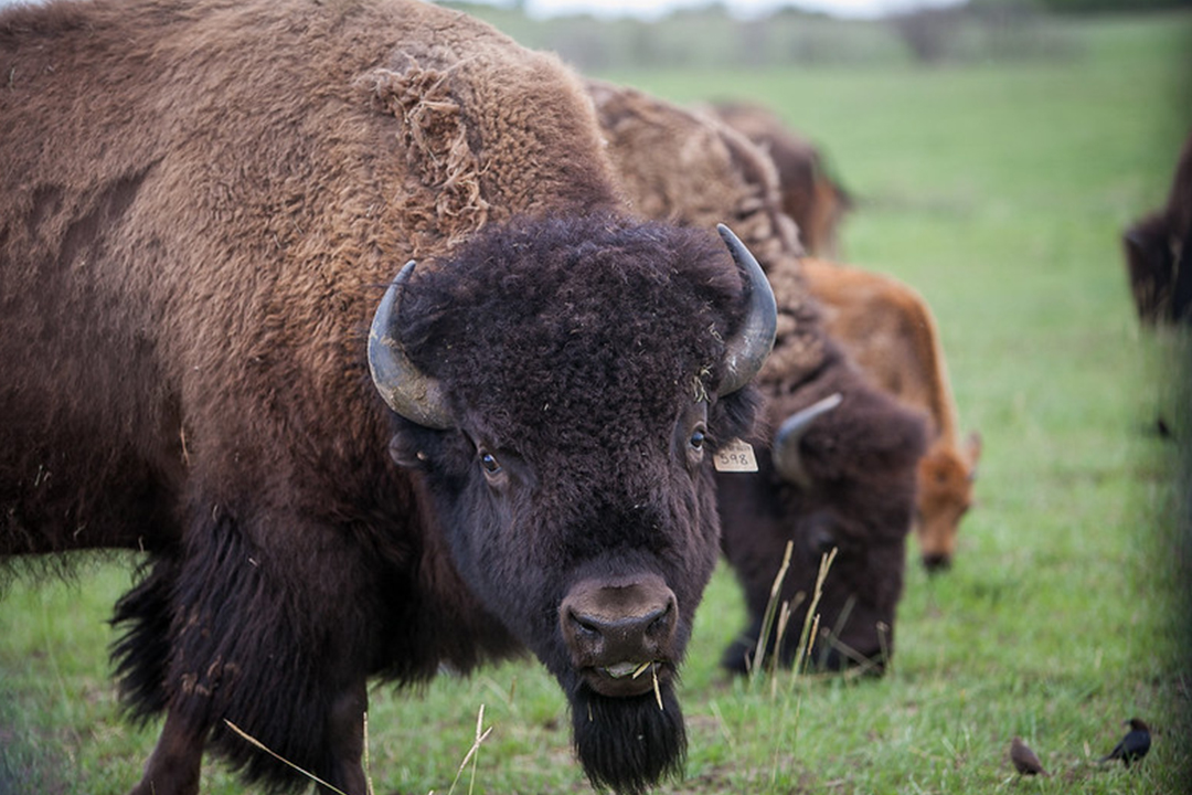 The wide-ranging research program, made possible through CFI infrastructure funding, includes working with Indigenous communities to develop the world’s first bison genome biobank at the university’s LFCE.  Photo: Rigel Smith