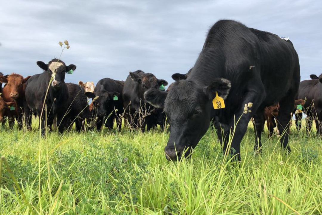 The new Beef Industry Integrated Forage Management and Utilization Chair will connect the study of soils, plants, animals, economics, and ecosystems. Photo: Cassidy Sim