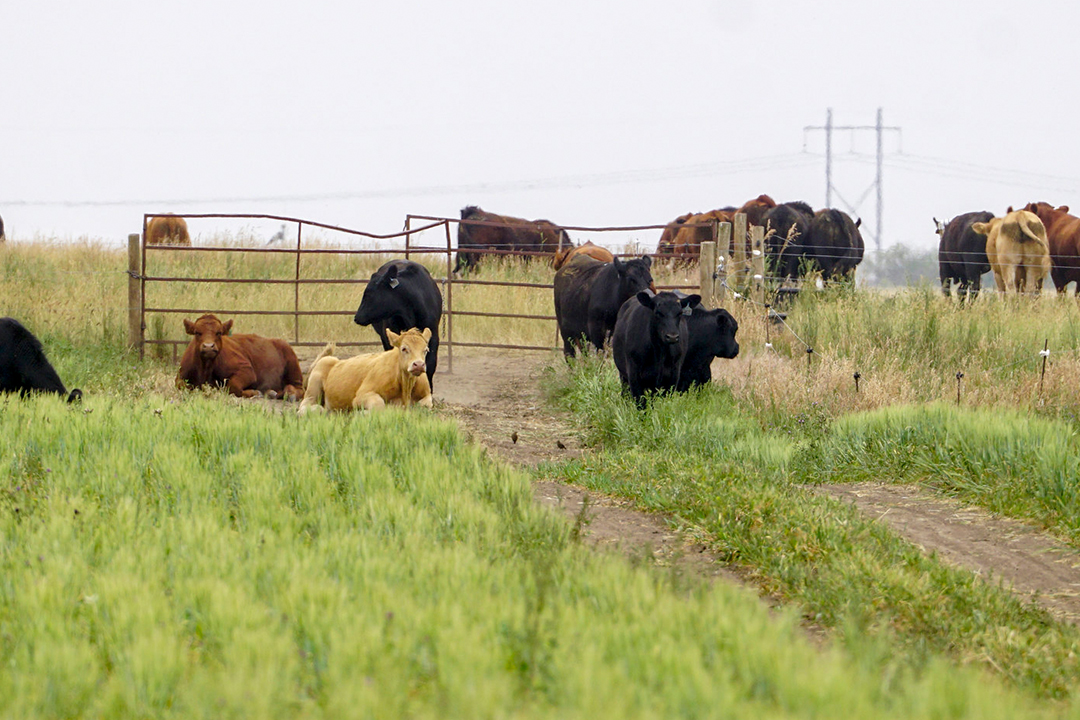 Steers are grazing a brassica, barley and pea mixture at the LFCE south of Clavet are in the study led by Lardner. Photo: Gord Waldner