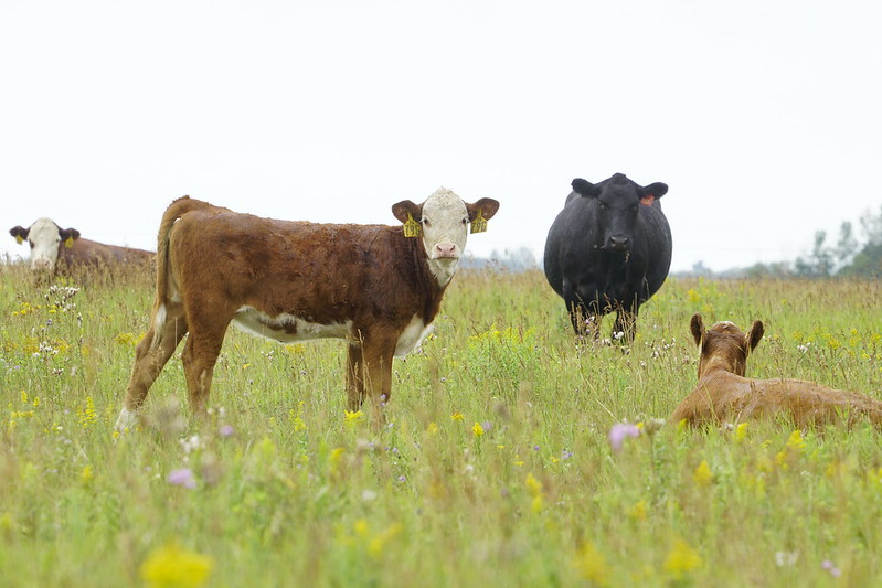 To stay globally competitive, Canada’s cattle industry—which accounts for $18 billion of this country’s annual gross domestic product—must reduce its environmental impact and battle antimicrobial resistance. Photo: Gord Waldner