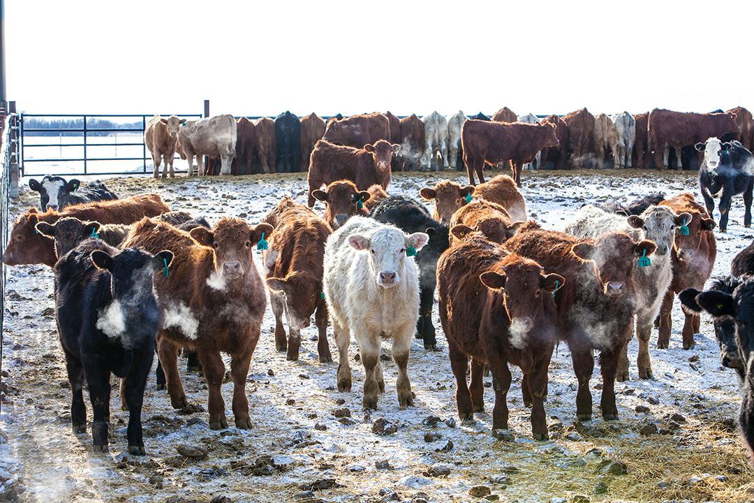The WCVM study includes three viral respiratory pathogens that most weaned calves will encounter when they enter the feedlot. Photo: Christina Weese.