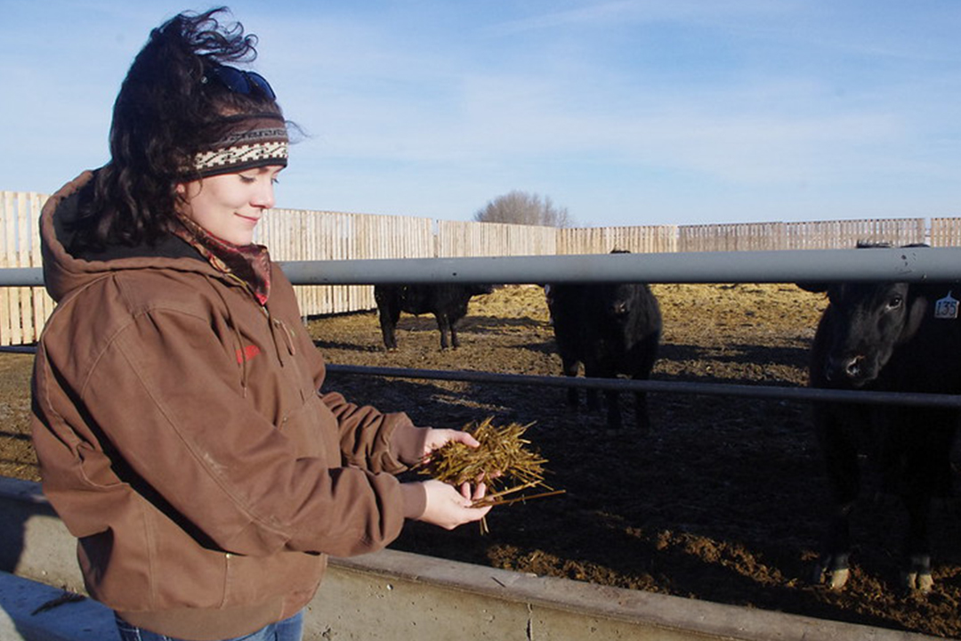 Brittany Ross, Master of Science candidate at USask’s College of Agriculture and Bioresources, compared barley silage and two varieties of triticale silage in a backgrounding feeding trial at the LFCE. Photo: Lana Haight