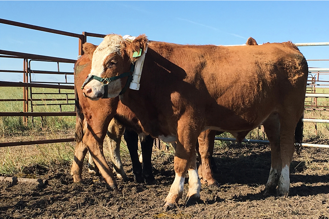 Lardner and his research team measure methane emissions from steers using a “fancy necklace” or collar attached to a tube that sits over an animal’s nose. Photo: Lana Haight