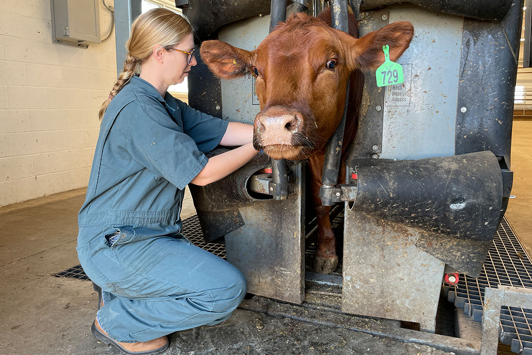 Dr. Emily Snyder collects blood samples every three weeks from 82 healthy cattle to determine normal serotonin levels as part of her research into a deadly lung condition. Photo: Lana Haight