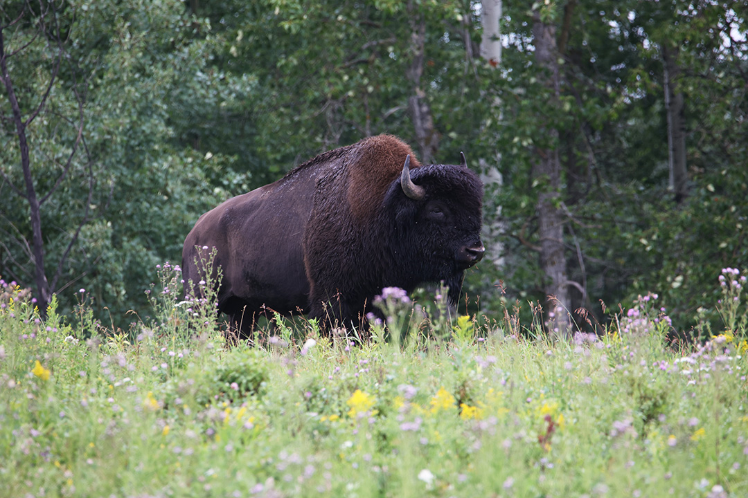 As part of their reproductive research work, a WCVM team collected semen from bison at Elk Island National Park near Edmonton, Alta. Photo: Kosala Rajapaksha.