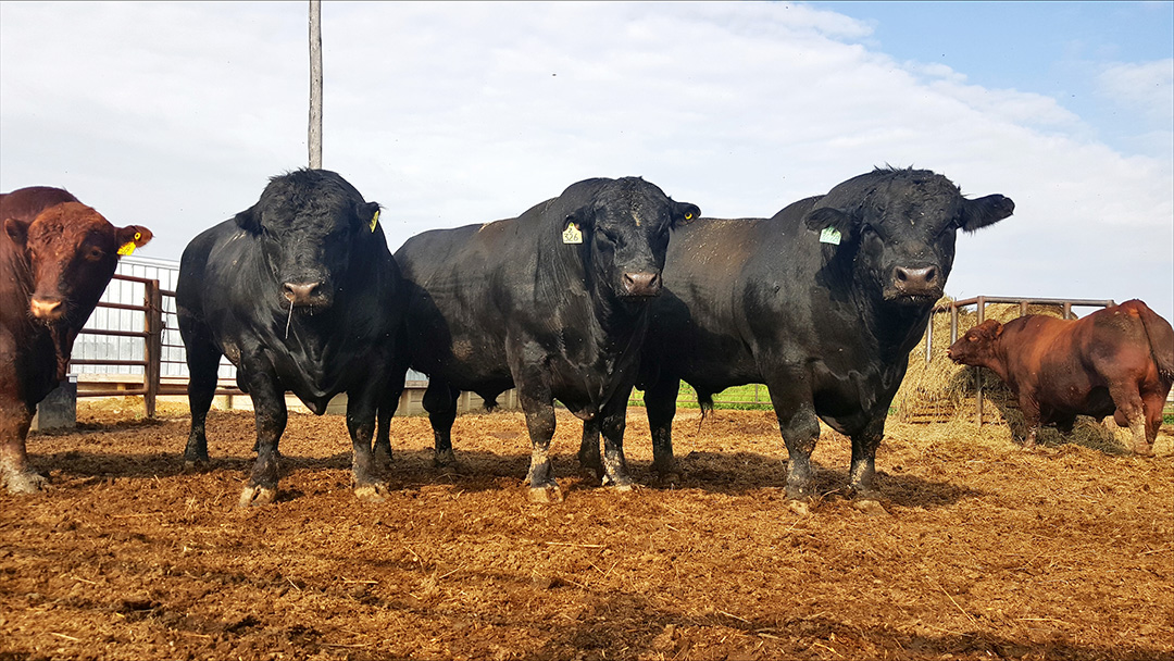 Several of the Angus bulls that took part in the USask study evaluating the impact of ergot-contaminated feed on breeding soundness. Photo: Vanessa Cowan.