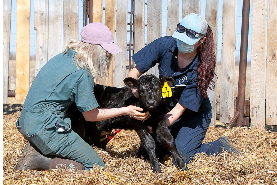 Senior veterinary students Willow Burnes (left) and Dani England assess a newborn calf at the LFCE's Forage Cow-Calf Research and Teaching Unit. Photo: Christina Weese.