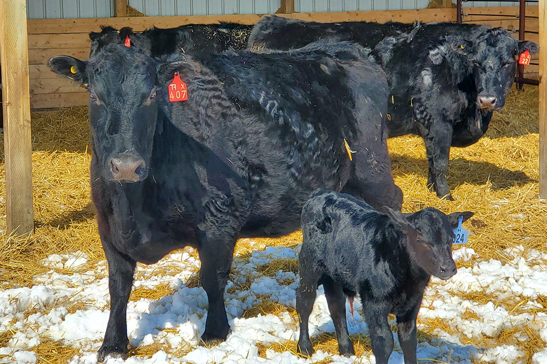 The LFCE is about three weeks into calving with 209 calves born at our new Forage Cow-Calf Research and Teaching Unit. Photo: Brian Klassen
