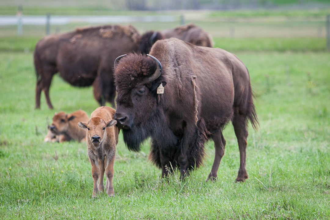 A bison calf and its mother at the USask Livestock and Forage Centre of Excellence. Photo by Christina Weese.