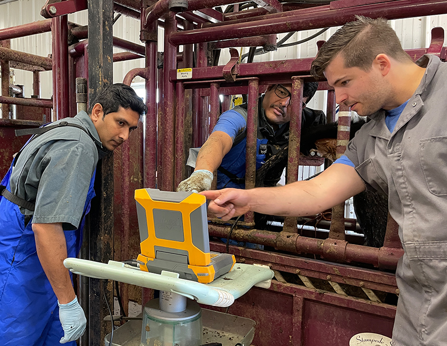 Dadarwal conducts a reproductive health check to determine if a heifer is a healthy candidate for breeding. He is explaining ultrasound results to Dr. Devinda Wichramasingha (BVSc), a first-year resident at the WCVM, and veterinarian student Matthieu Taillon. Photo: Lana Haight