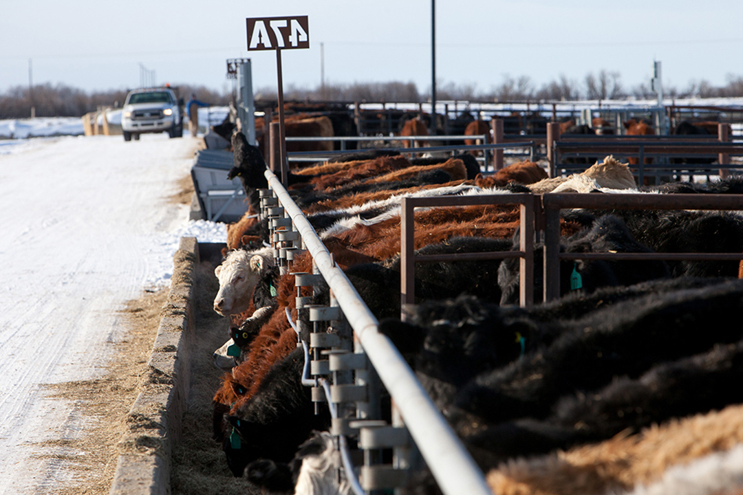 WCVM researchers aim to identify patterns or particular points at which cattle obtain certain antimicrobial resistance genes. Photo: Christina Weese.