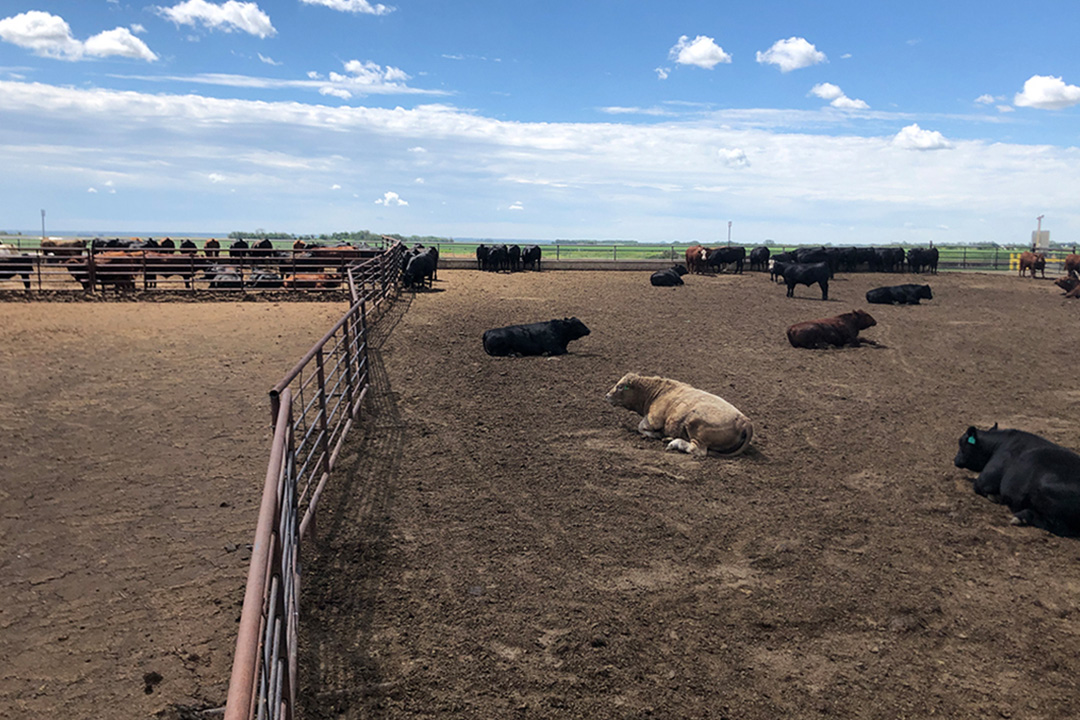 Researchers use portable fences at the Livestock and Forage Centre of Excellence (LFCE) to change the amount of space in both pens and feed bunks. Photo: Tess Mills.