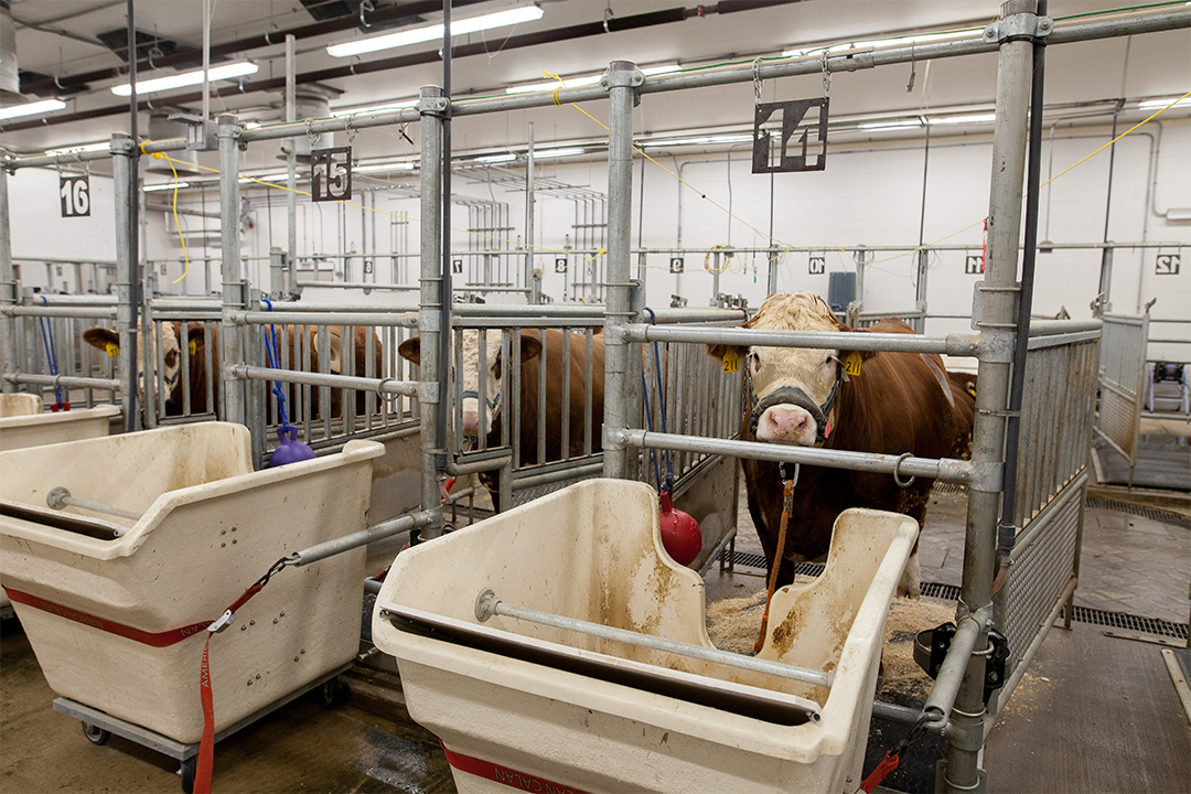 The water quality study was the first research project to be completed in the highly specialized metabolism barn. Photo: Christina Weese
