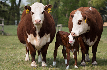 Livestock and Forage Centre of Excellence - Livestock and Forage Centre ...