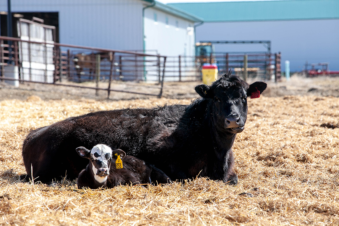 A cow and her calf sun themselves at the LFCE's Forage and Cow-Calf Research and Teaching Unit. Photo: Christina Weese. 
