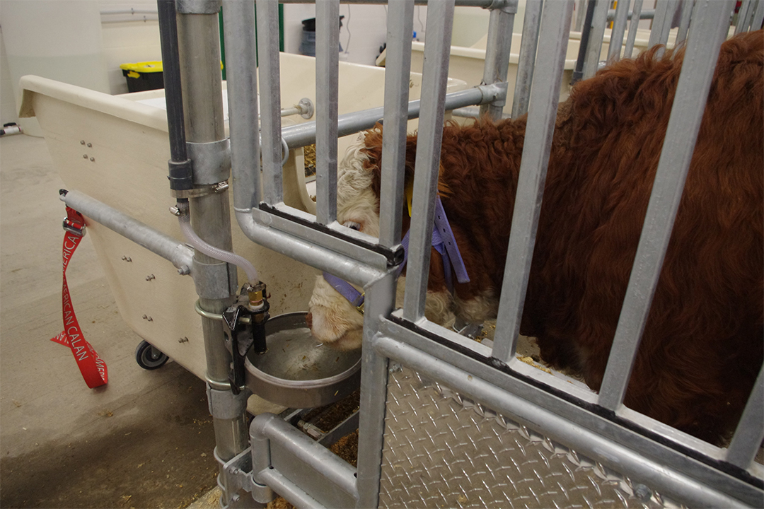 Each animal in the metabolism barn has its own water bowl and feed bunk.