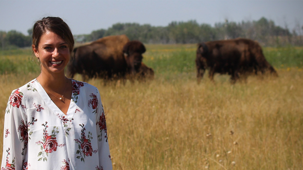 WCVM Department of Veterinary Biomedical Sciences graduate student Miranda Zwiefelhofer with bison at the LFCE’s specialized livestock facility. Photo: Eric Zwiefelhofer 