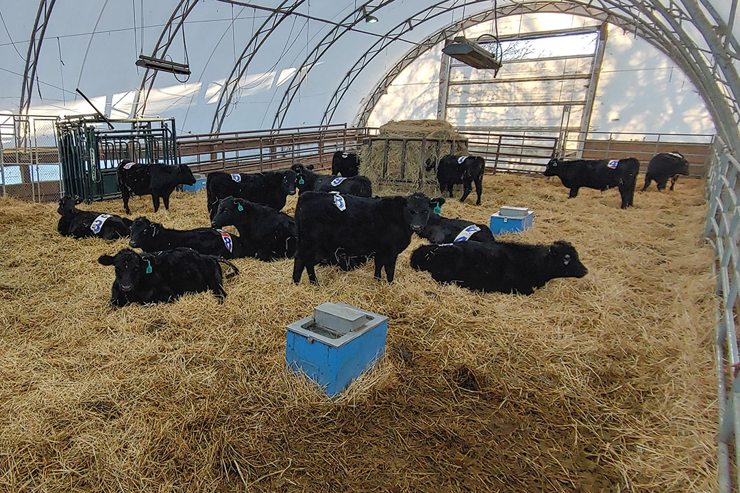 calves in shelter