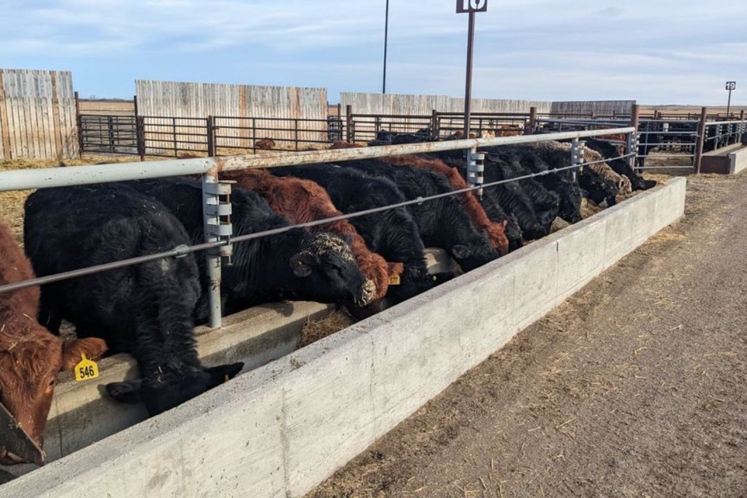 Beef cattle at feedlot bunks