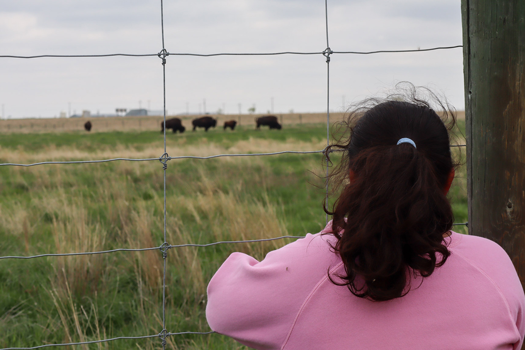 Little girl watching bison through a fence