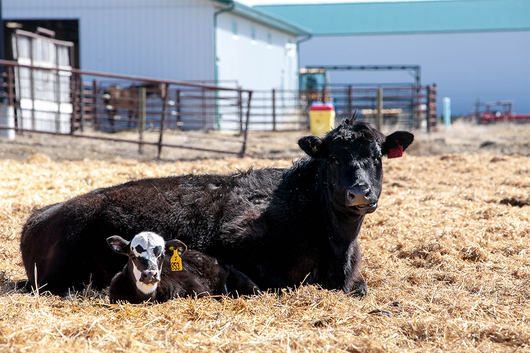 A beef cow and her calf enjoy the morning sunshine at the LFCE's Forage Cow-Calf Research and Teaching Unit. The facility's 400 cows and heifers calve in April and May. Photo: Christina Weese.