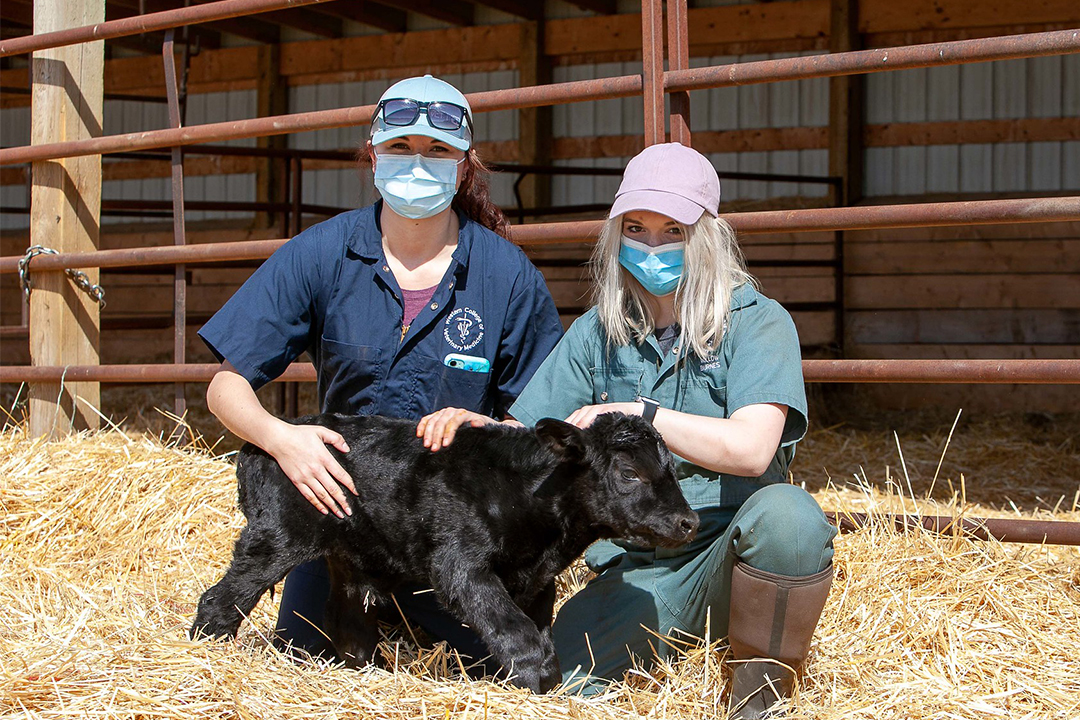 A premature calf born three weeks earlier than expected gave WCVM veterinary students some valuable experience. Photo: Christina Weese