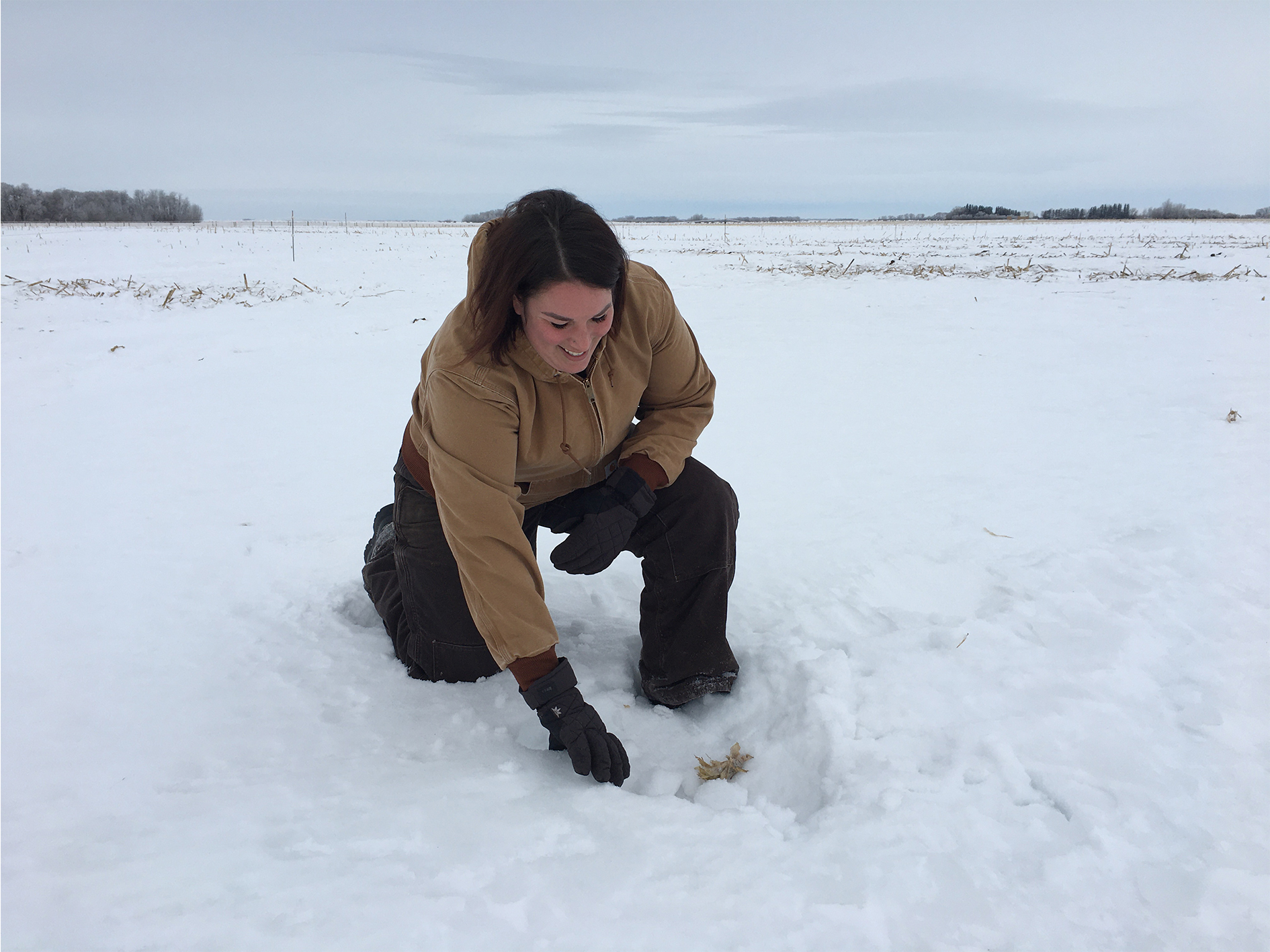 Winter grazing feed study hss been an eye-opening experience for Rachel Carey, who was raised in Texas.