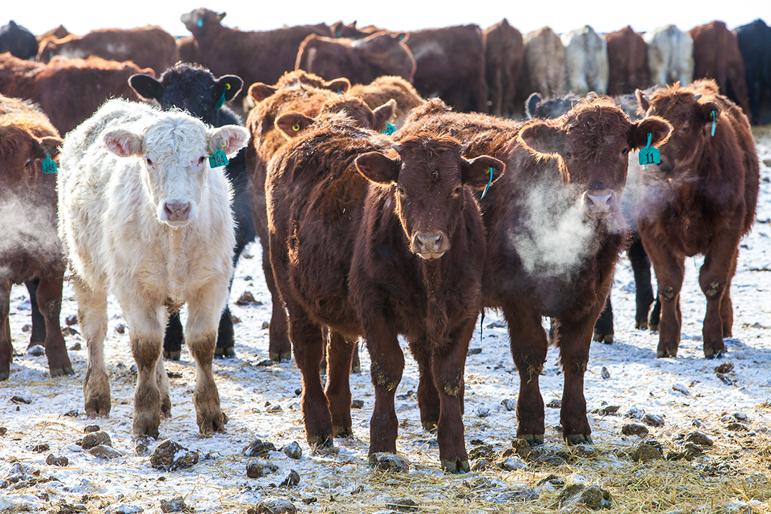 The Genomic ASSETS team are developing rapid testing technology that can identity respiratory pathogens and any antimicrobial resistance in calves entering feedlots. Photo: Christina Weese.