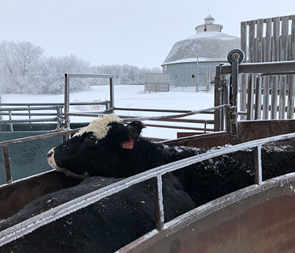 The iconic round barn still stands at Termuende Farm. Cows were weighed before being transferred to the Forage Cow-Calf Research and Teaching Unit.